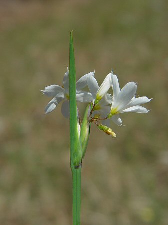 Sisyrinchium_albidum_spathe.jpg