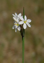 Sisyrinchium albidum thumbnail