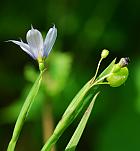 Sisyrinchium angustifolium thumbnail