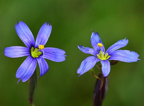 Sisyrinchium_atlanticum_corollas.jpg