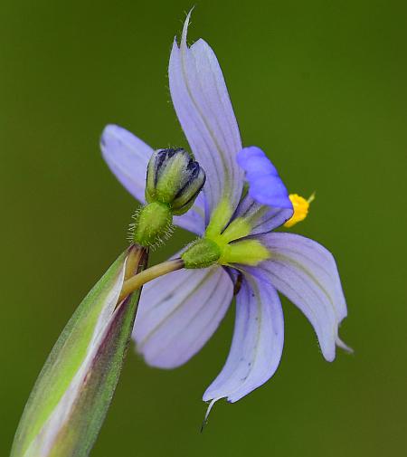 Sisyrinchium_atlanticum_flower2.jpg