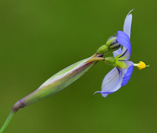 Sisyrinchium_atlanticum_inflorescence2.jpg