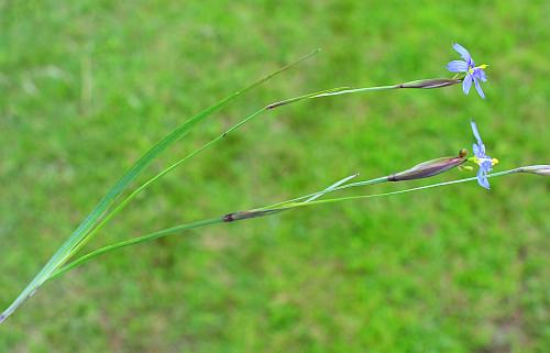 Sisyrinchium_atlanticum_inflorescences.jpg