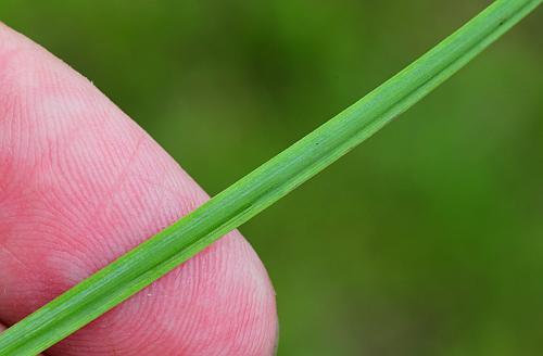 Sisyrinchium_atlanticum_stem.jpg