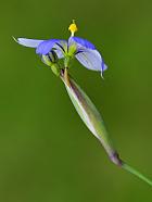 Sisyrinchium atlanticum thumbnail