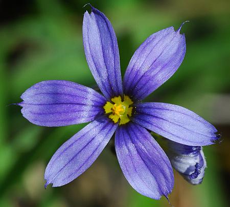 Sisyrinchium_campestre_corolla.jpg