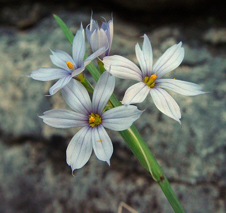 Sisyrinchium_campestre_flowers.jpg