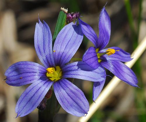 Sisyrinchium_campestre_flowers2.jpg