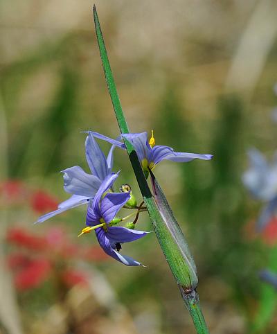 Sisyrinchium_campestre_inflorescence.jpg