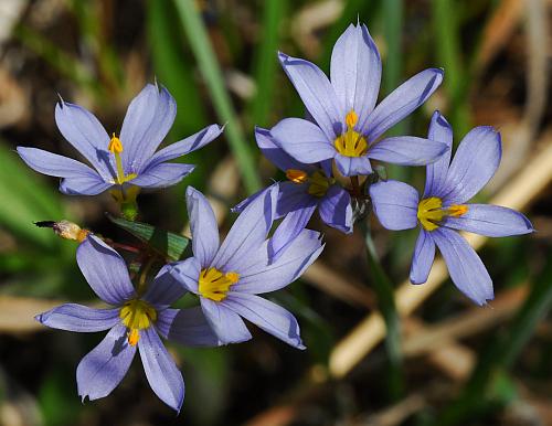 Sisyrinchium_campestre_inflorescence2.jpg