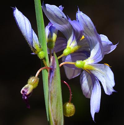 Sisyrinchium_campestre_inflorescence3.jpg