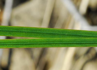 Sisyrinchium_campestre_leaves.jpg