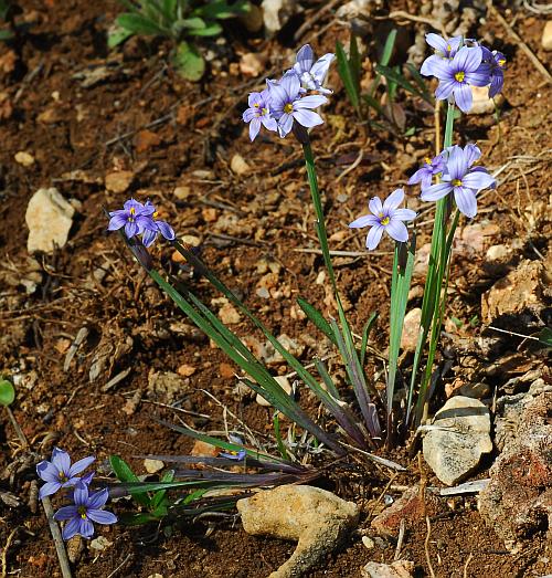 Sisyrinchium_campestre_plant.jpg