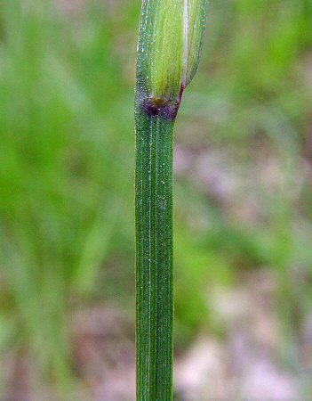 Sisyrinchium_campestre_stem.jpg