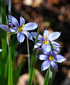 Sisyrinchium campestre thumbnail