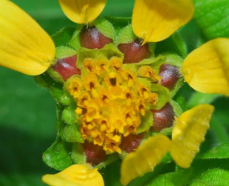 Smallanthus_uvedalia_fruits.jpg