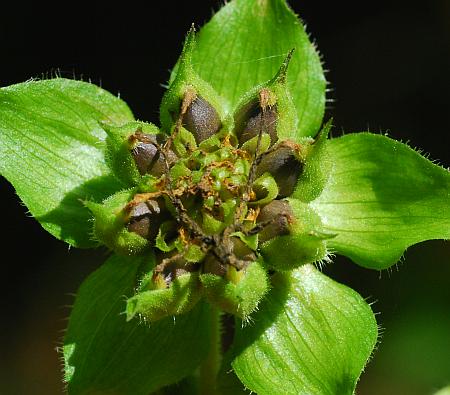 Smallanthus_uvedalia_fruits2.jpg