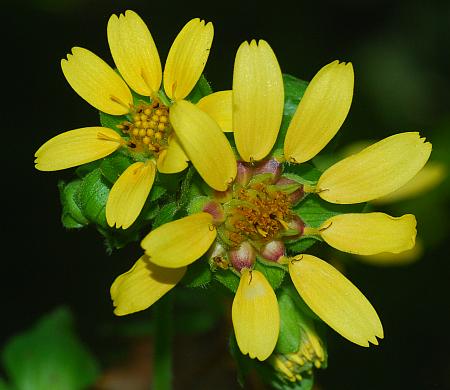 Smallanthus_uvedalia_heads.jpg