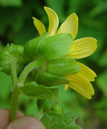 Smallanthus_uvedalia_involucre.jpg