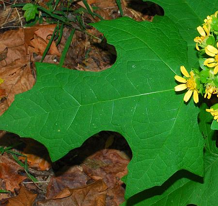 Smallanthus_uvedalia_leaf1.jpg