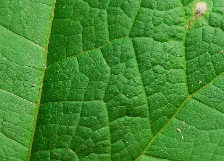 Smallanthus_uvedalia_leaf1a.jpg