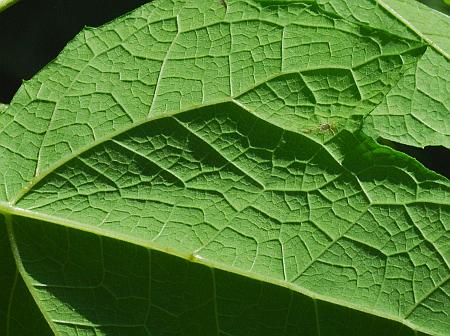 Smallanthus_uvedalia_leaf2.jpg