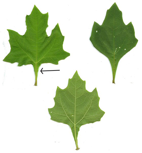 Smallanthus_uvedalia_leaves.jpg