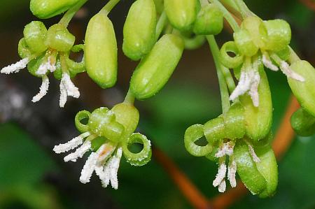 Smilax_bona-nox_flowers.jpg