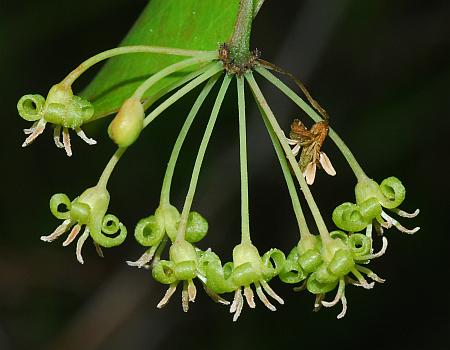 Smilax_bona-nox_inflorescence.jpg