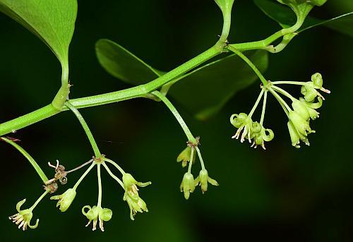Smilax_bona-nox_inflorescences.jpg