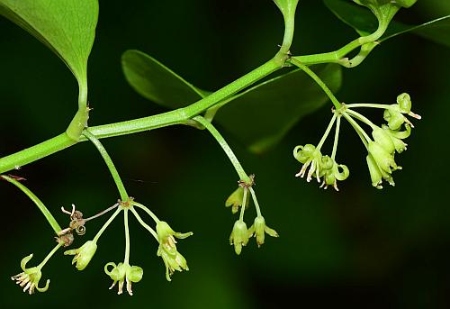 Smilax_bona-nox_inflorescences.jpg