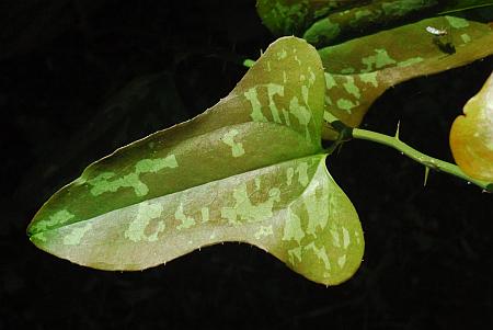 Smilax_bona-nox_leaf.jpg