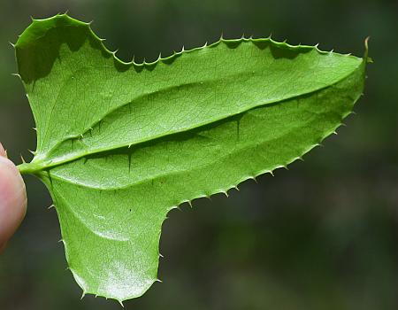 Smilax_bona-nox_leaf2.jpg