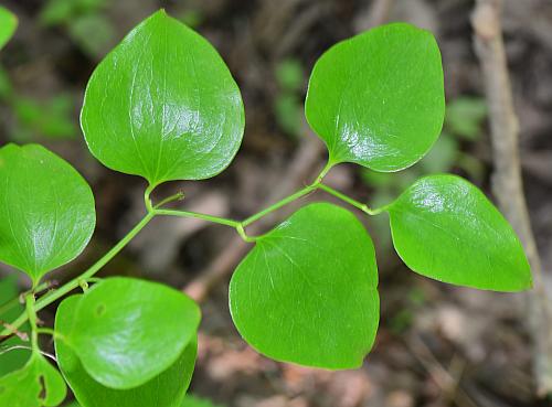 Smilax_bona-nox_leaves1.jpg