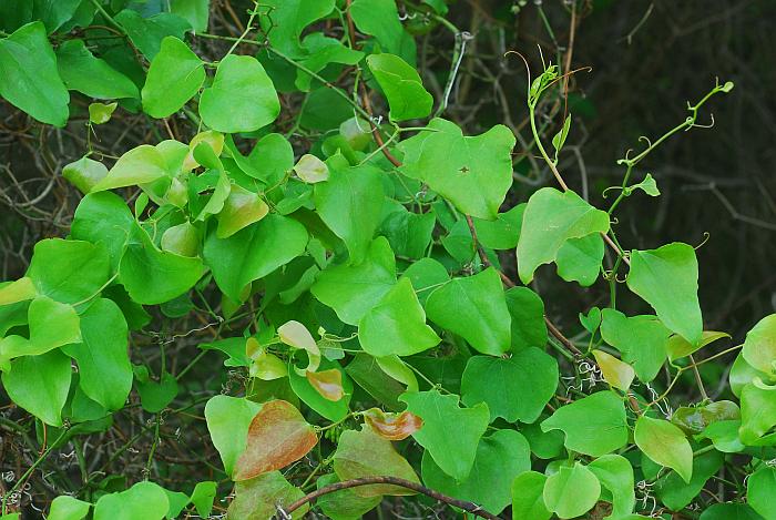 Smilax_bona-nox_plant.jpg