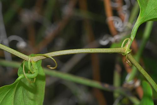 Smilax_bona-nox_stem.jpg