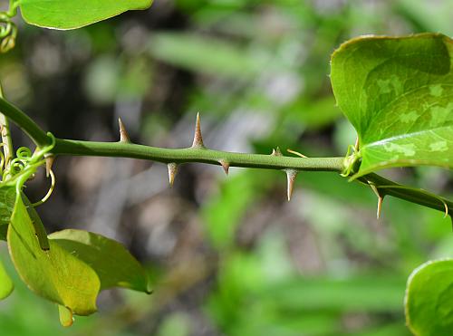 Smilax_bona-nox_stem2.jpg