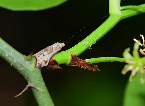 Smilax_bona-nox_stipule.jpg