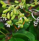 Smilax bona-nox thumbnail