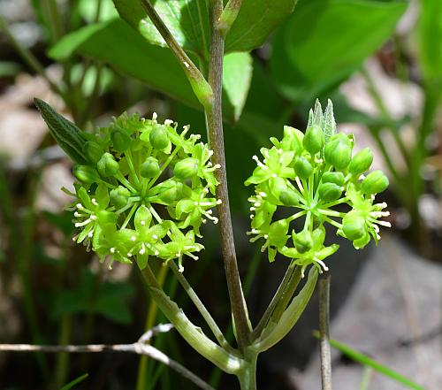 Smilax_ecirrhata_inflorescence1.jpg