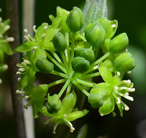 Smilax_ecirrhata_inflorescence2.jpg