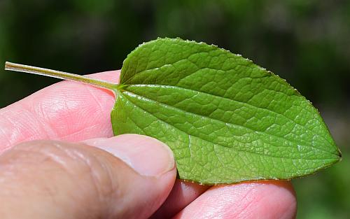 Smilax_ecirrhata_leaf1.jpg