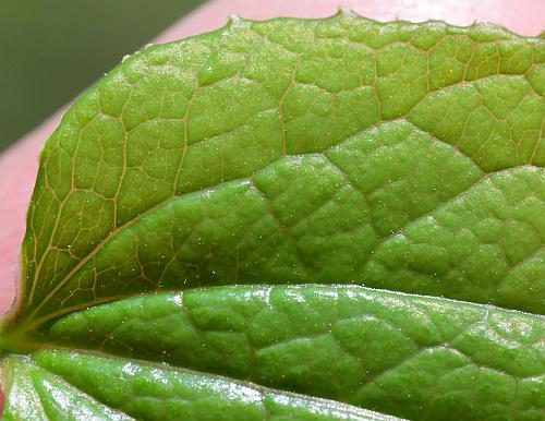 Smilax_ecirrhata_leaf1a.jpg