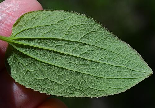 Smilax_ecirrhata_leaf2.jpg