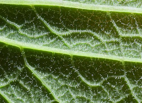 Smilax_ecirrhata_leaf2a.jpg