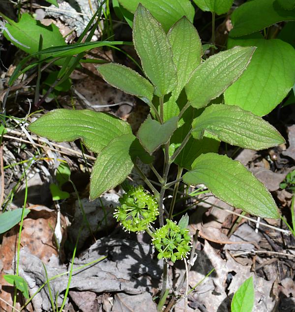 Smilax_ecirrhata_plant.jpg