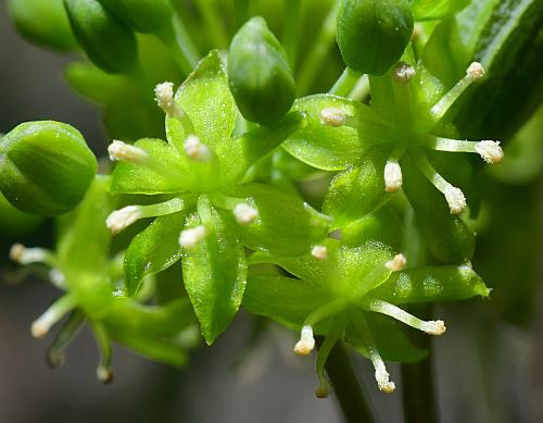 Smilax_ecirrhata_sflowers.jpg