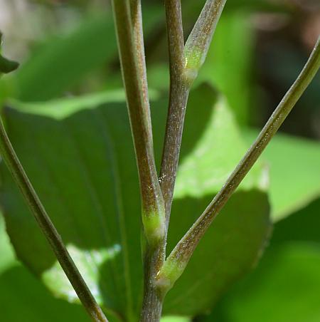 Smilax_ecirrhata_stem.jpg