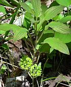 Smilax ecirrhata thumbnail