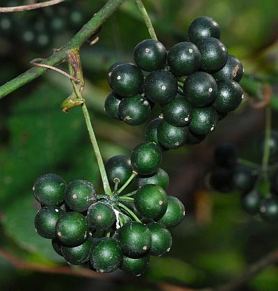 Smilax_hispida_fruits.jpg